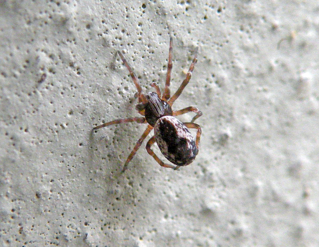 Theridiidae? No. Dictyna cfr civica - Reggio Emilia